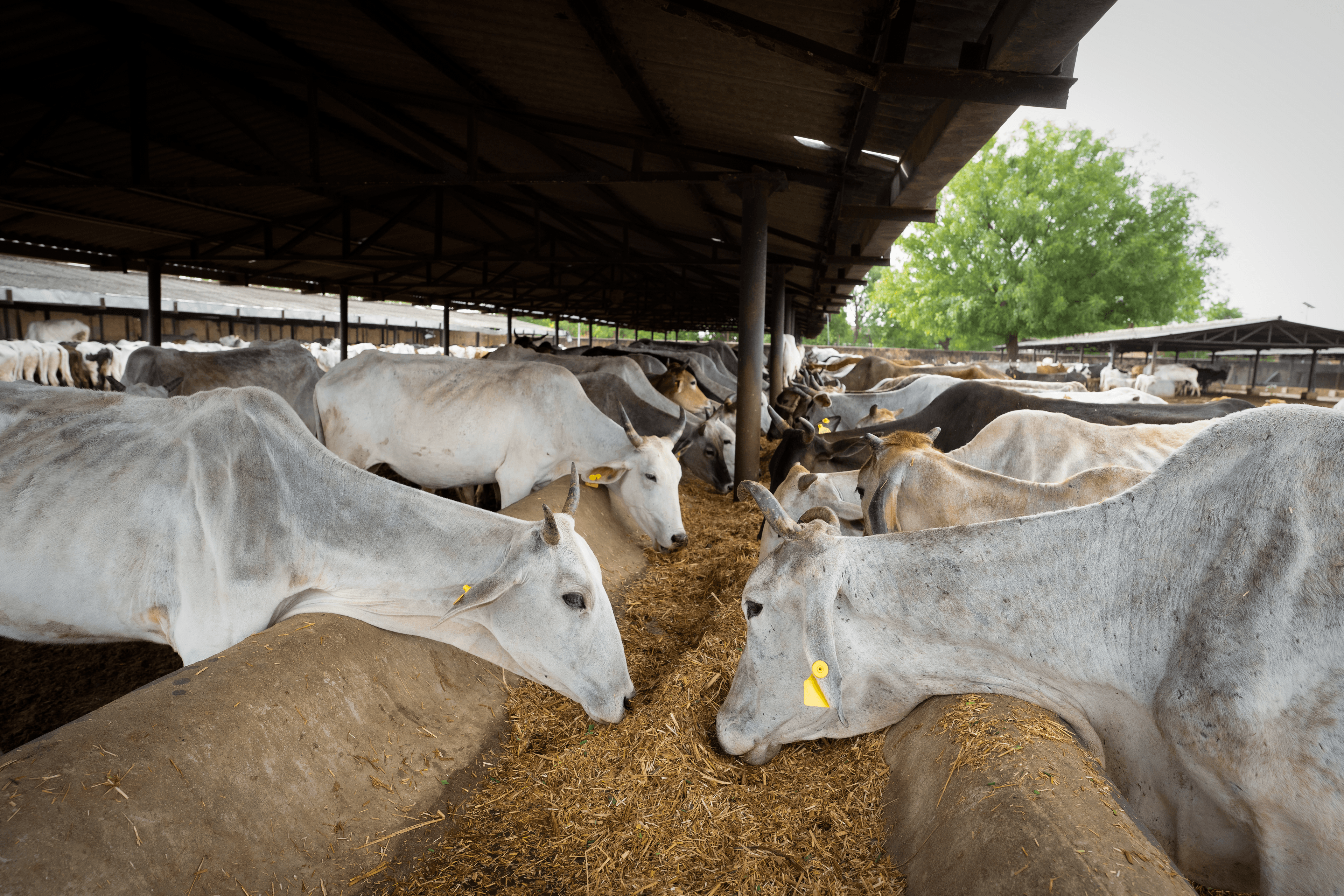 Cow resting peacefully in a green field