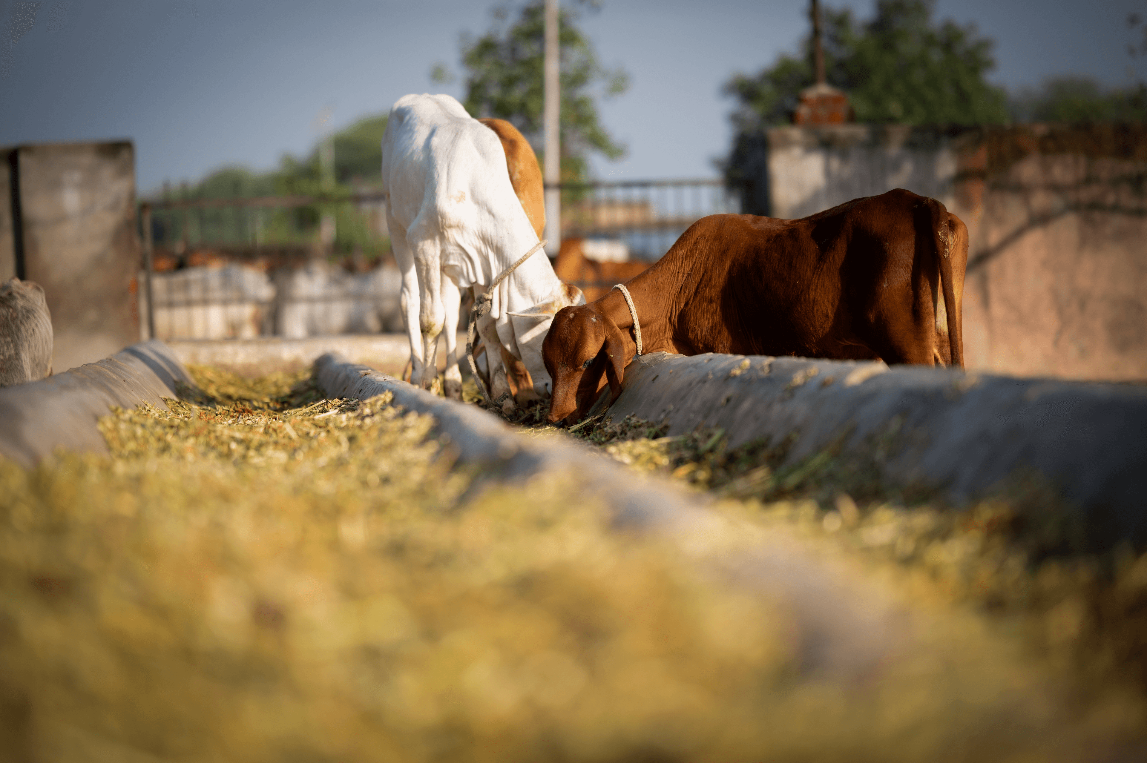 Open journal and pen in natural light