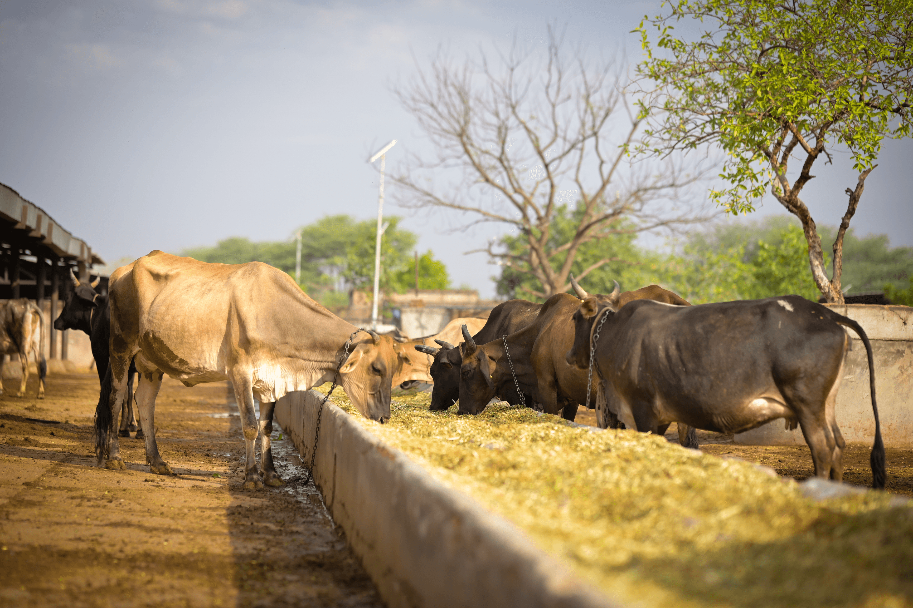 Community members discussing frequently asked questions