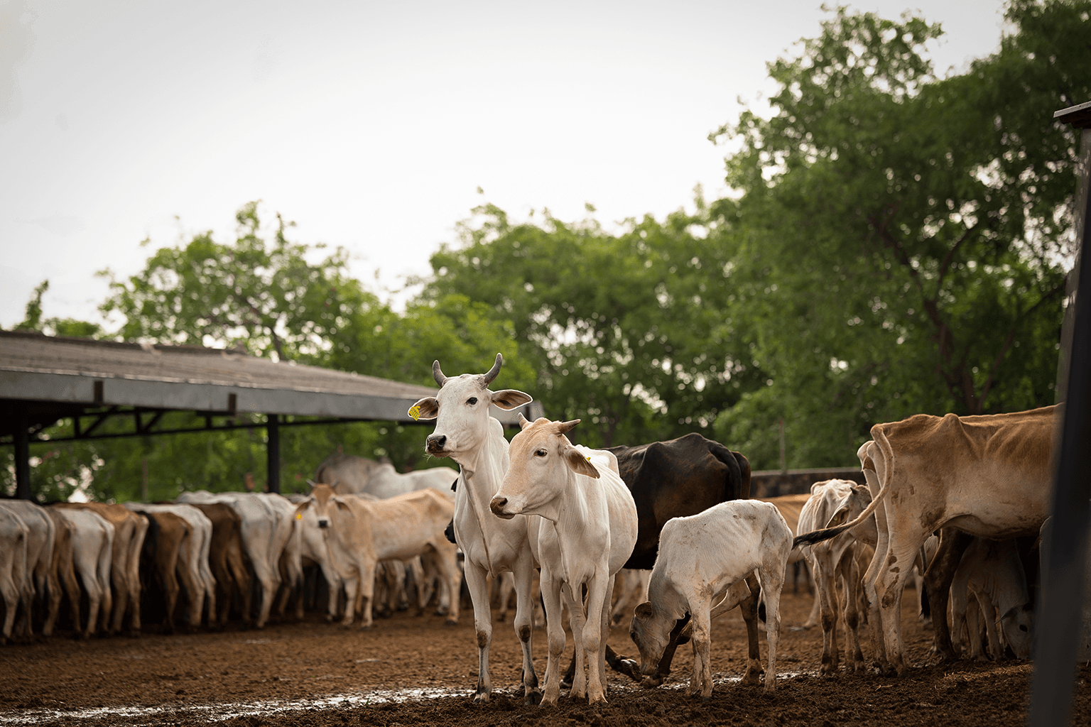 Community members joining together for seva
