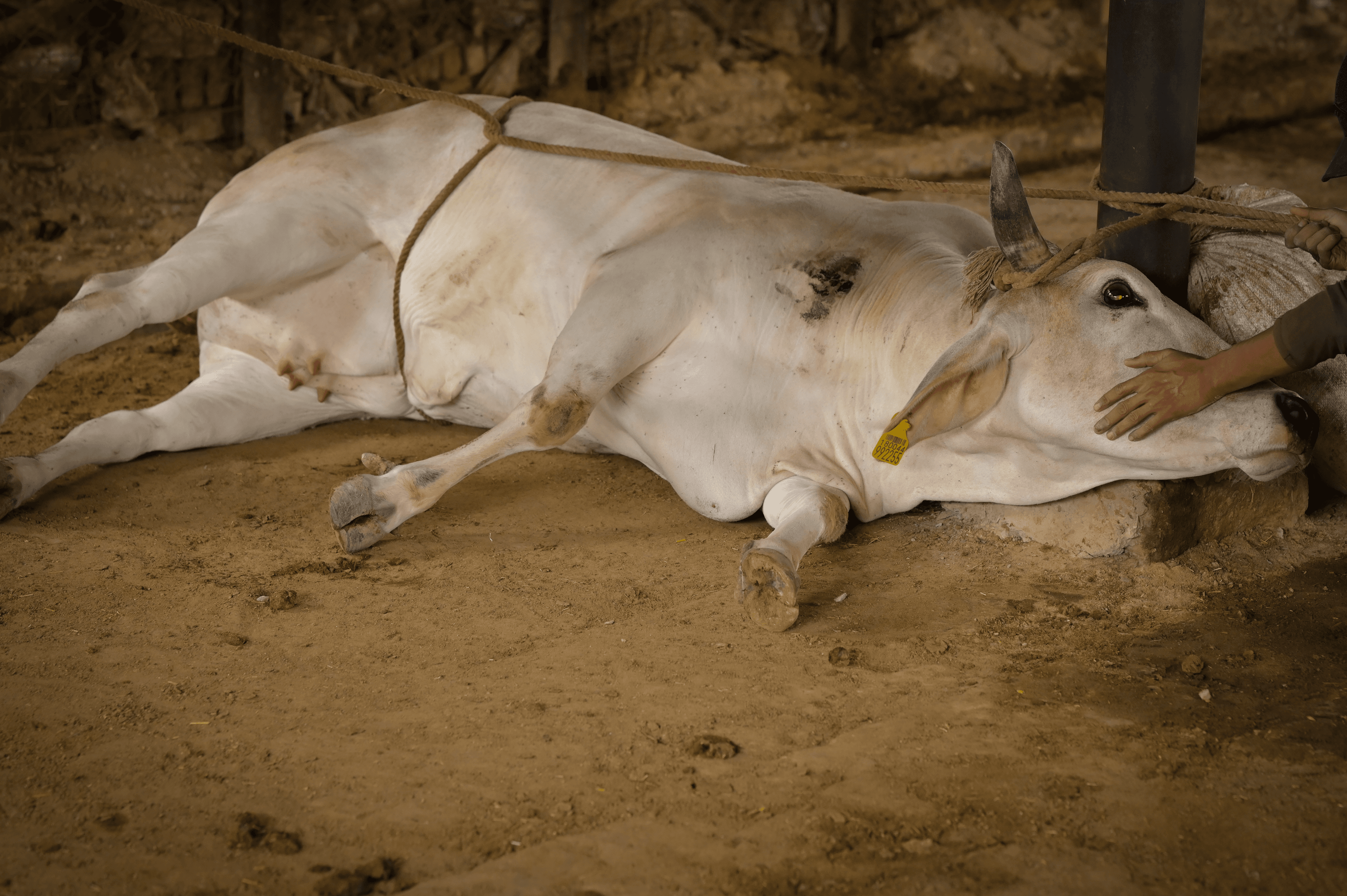 Rescue and care support for cows