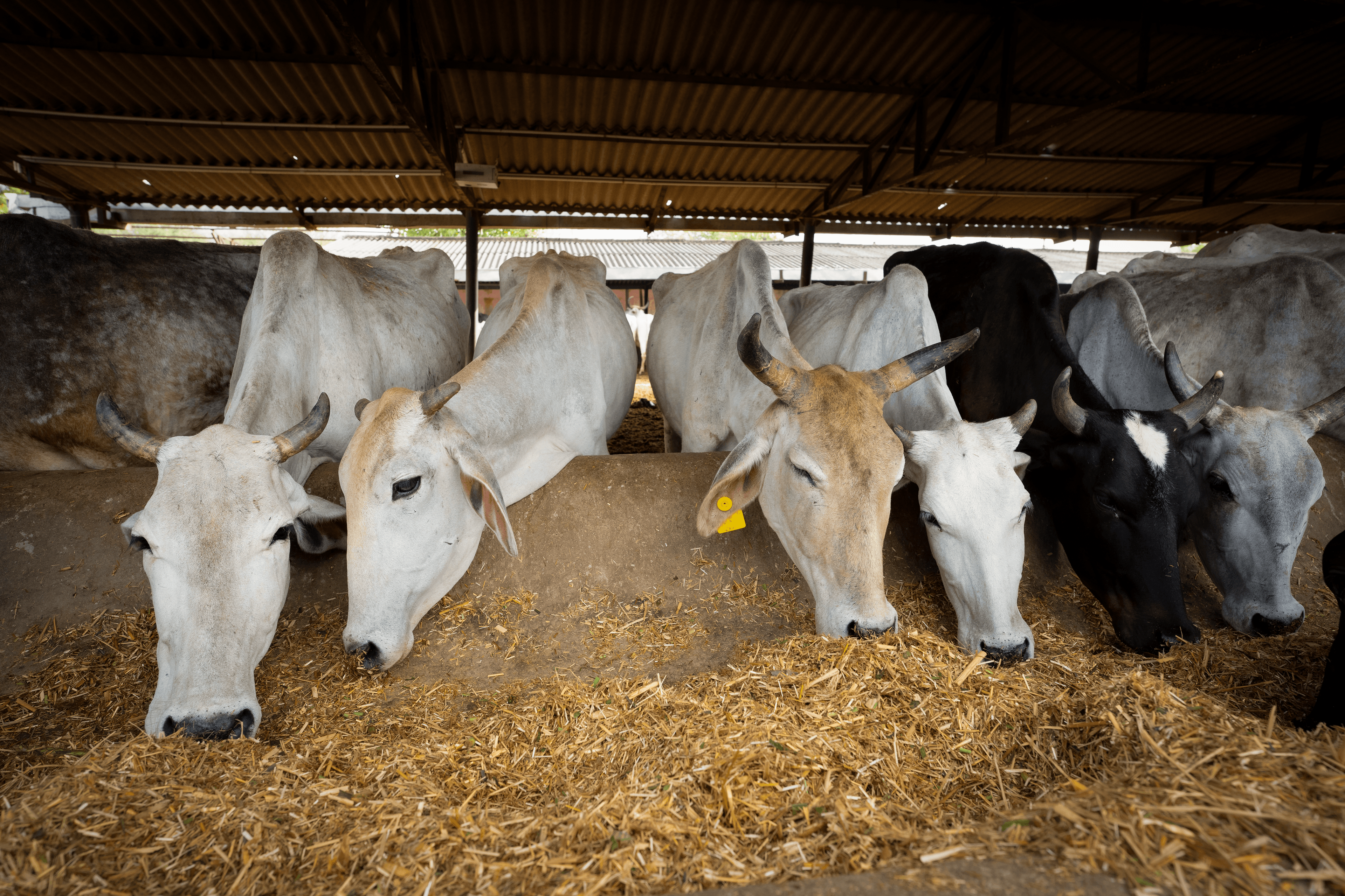 Volunteers serving cows in an open green field