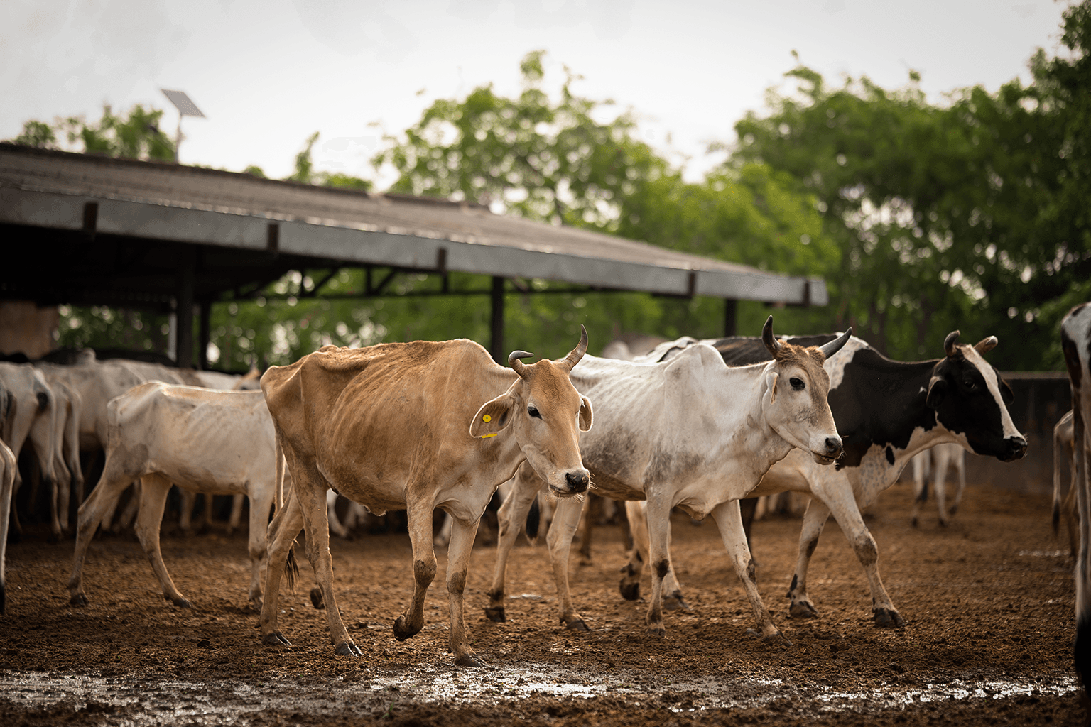 Volunteers working together in a community activity