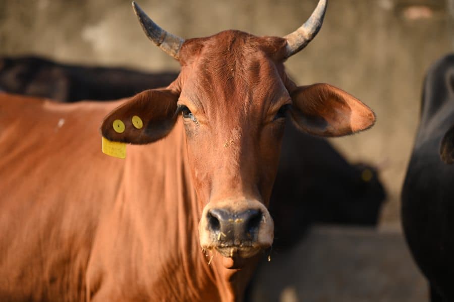 Volunteers caring for cows in a gaushala